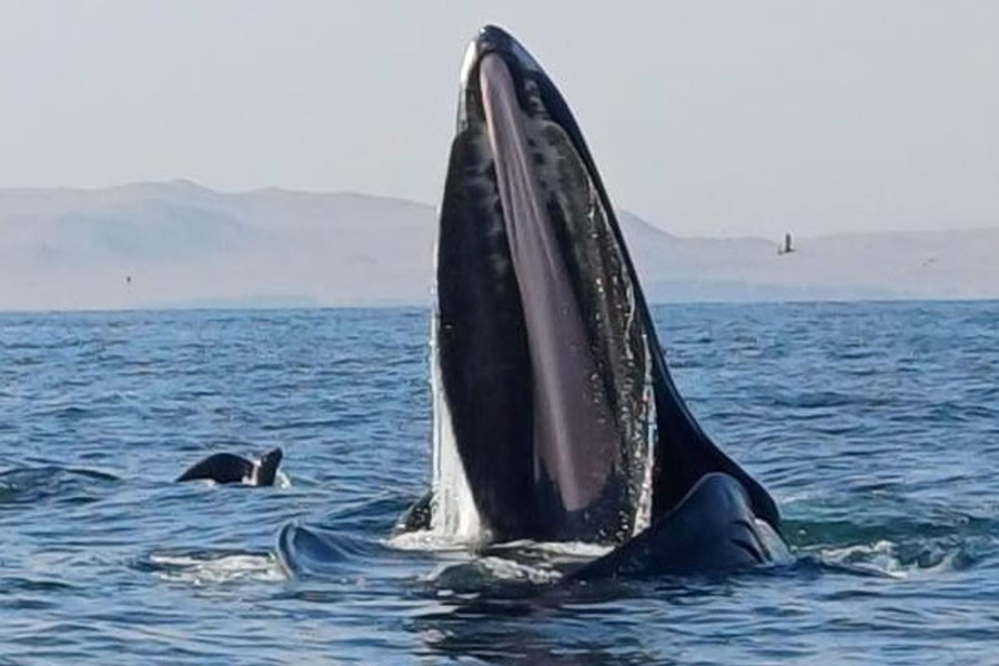 Paracas: ballenas jorobadas en maravilloso espectáculo